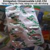 Emigaton ginsenoside linh chi - Tăng cường tiêu hóa, nâng cao sức đề kháng-16